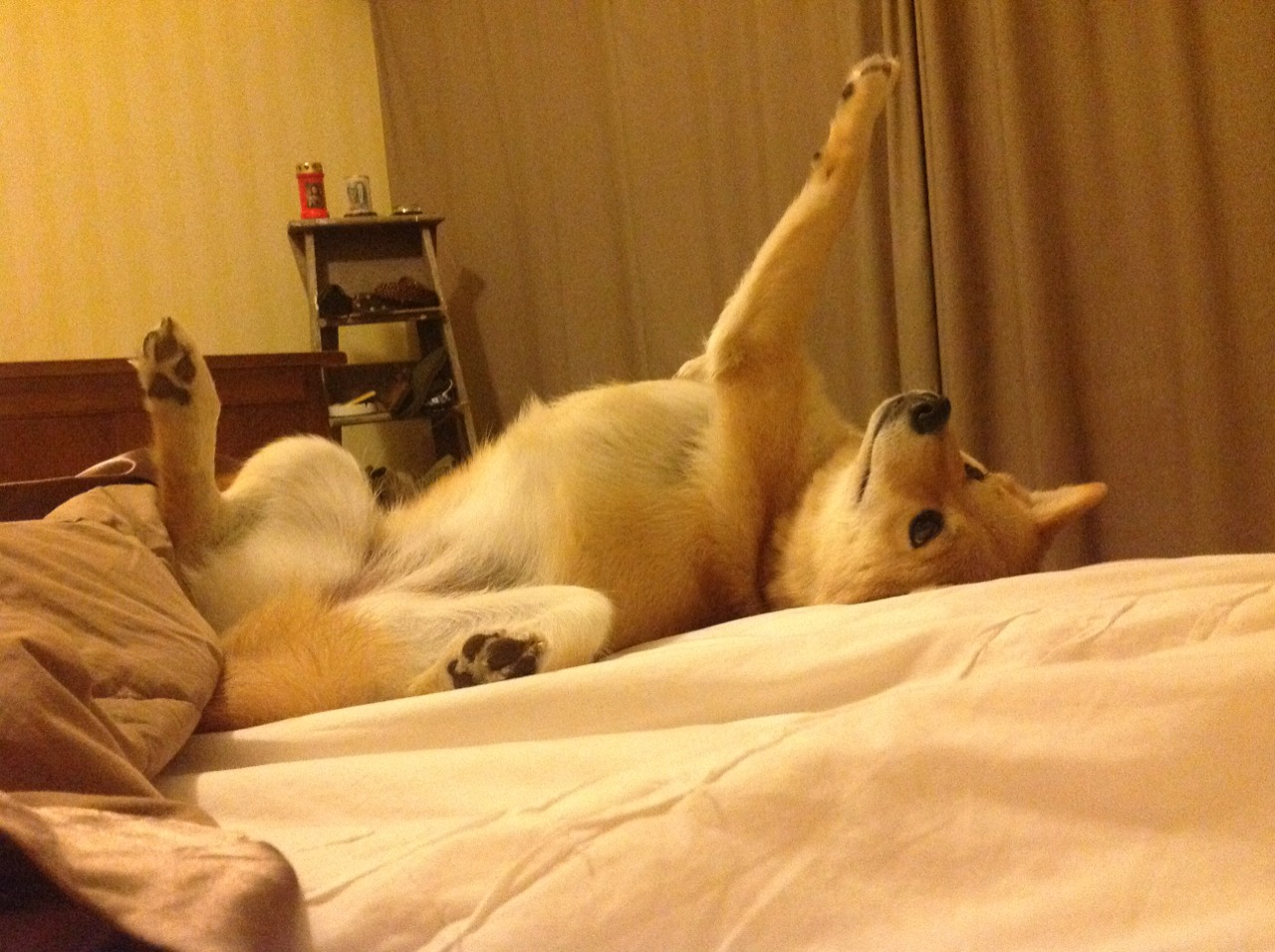 绿茵与球台的双重绝杀，樊振东扛起全队与法国队的逆转之夜