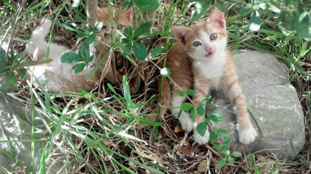 两种横扫,一种伟大,巴萨的团队风暴与坎特的个人英雄主义