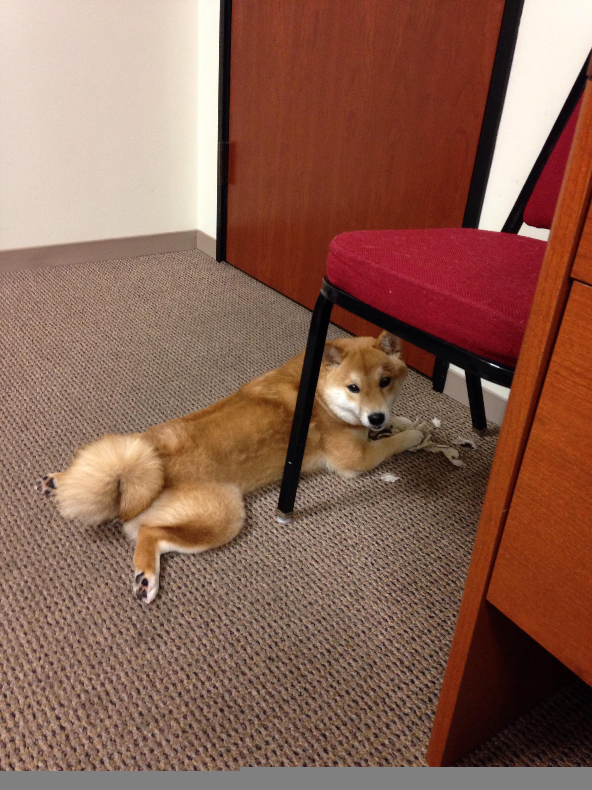 爱游戏大厅-东决之夜，游荡的暴君，当约基奇在错误的战场上展现绝对正确