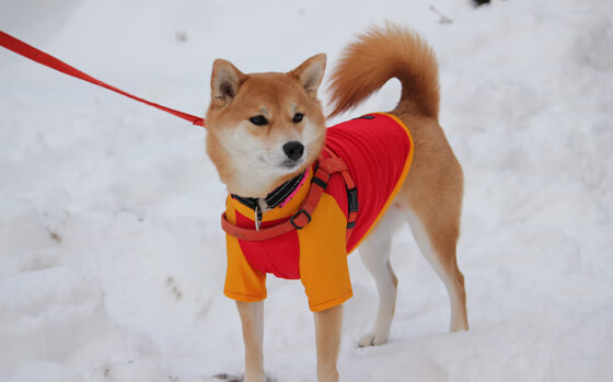 无声判决,戈贝尔存在感拉满,勇士提前终结太阳悬念