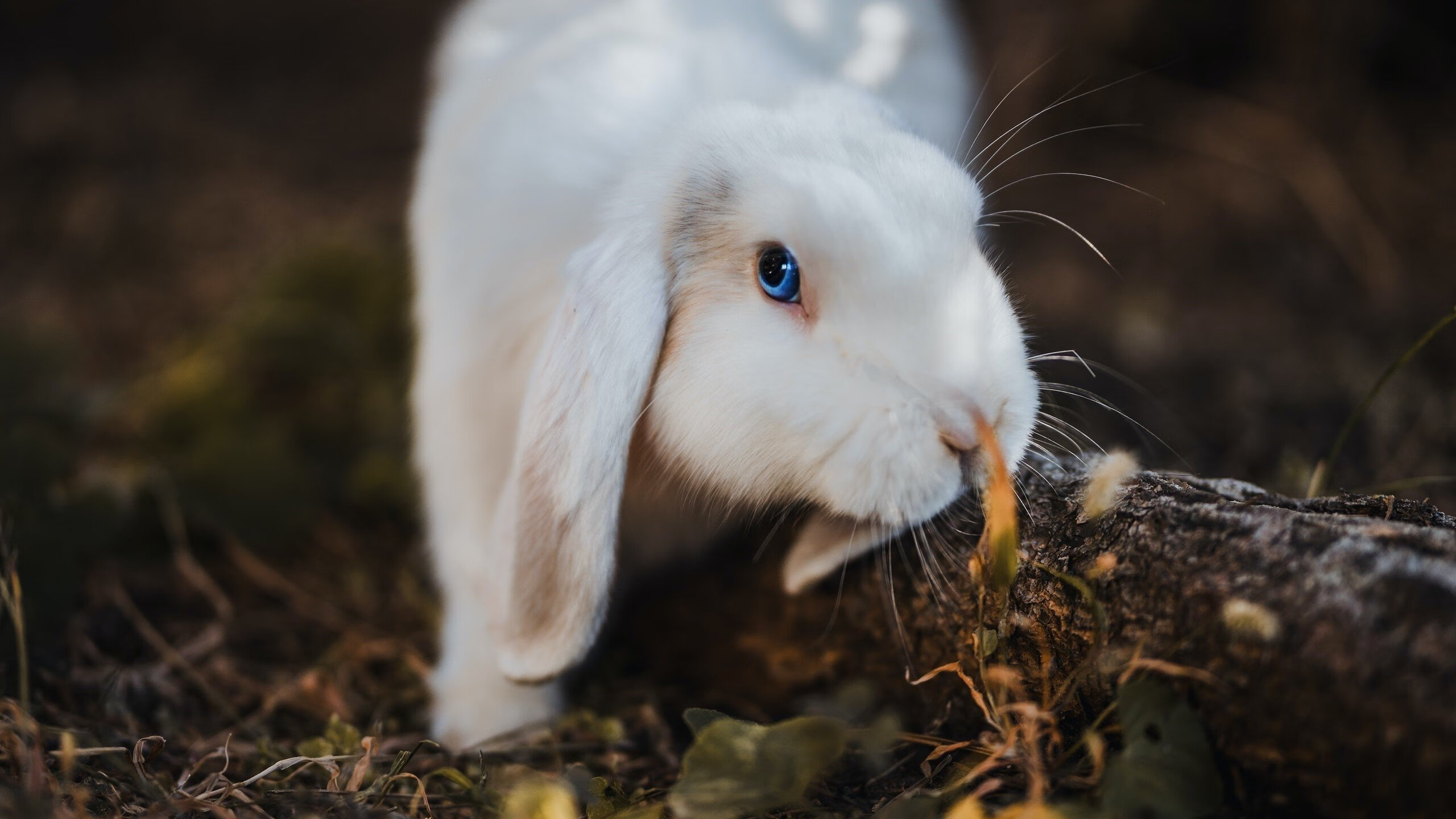 硬仗之王与战术铁壁，当哈登的孤星光芒遇上灰熊的体系风暴