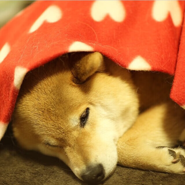 足球世界的双重奏，玻利维亚碾压冰岛，迪亚斯在意甲焦点战接管比赛