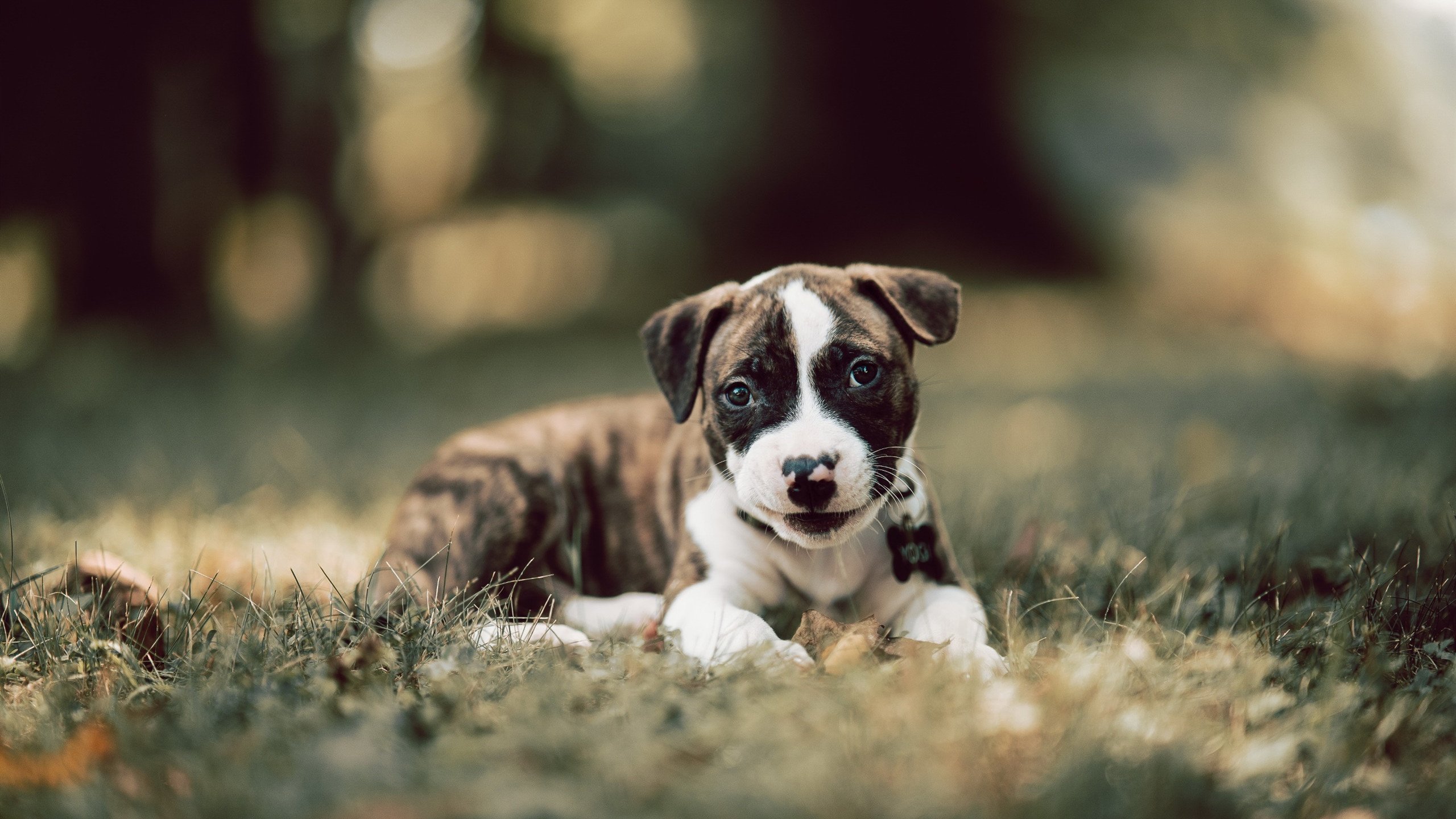 豪强碾压挑战者!广厦力克火箭,克莱成制胜关键先生