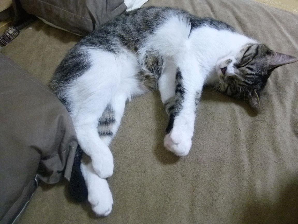 爱游戏-巴黎新核，非洲战场，李刚仁用唯一性表现征服质疑