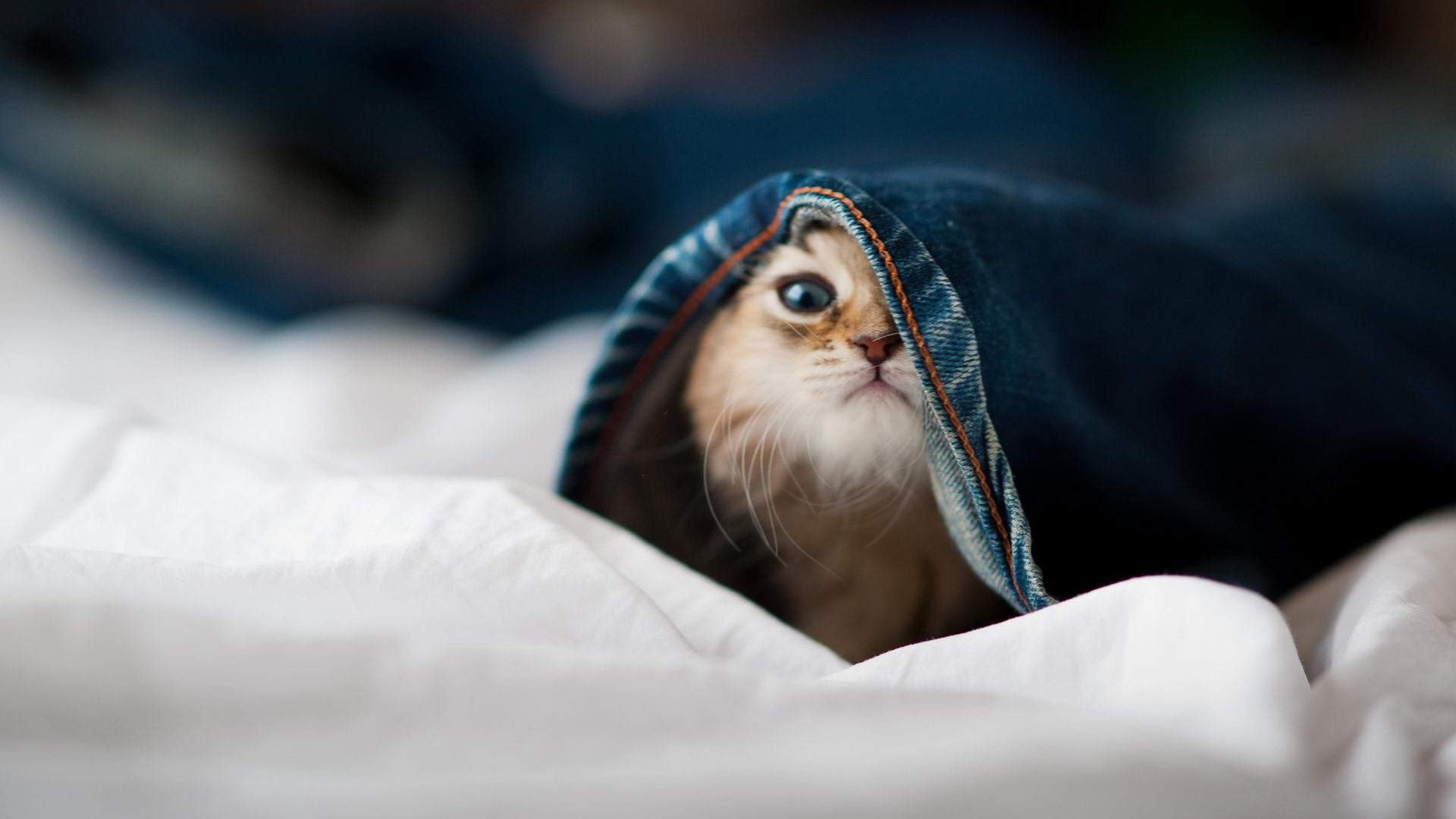 爱游戏APP-冷风越过阿特拉斯山，摩洛哥终结悬念之夜，李刚仁的三分钟改写历史