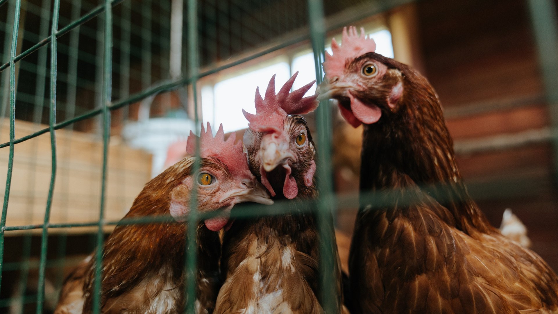 向不可能说，贝林厄姆点燃赛场与伊朗胜巴西的双重启示