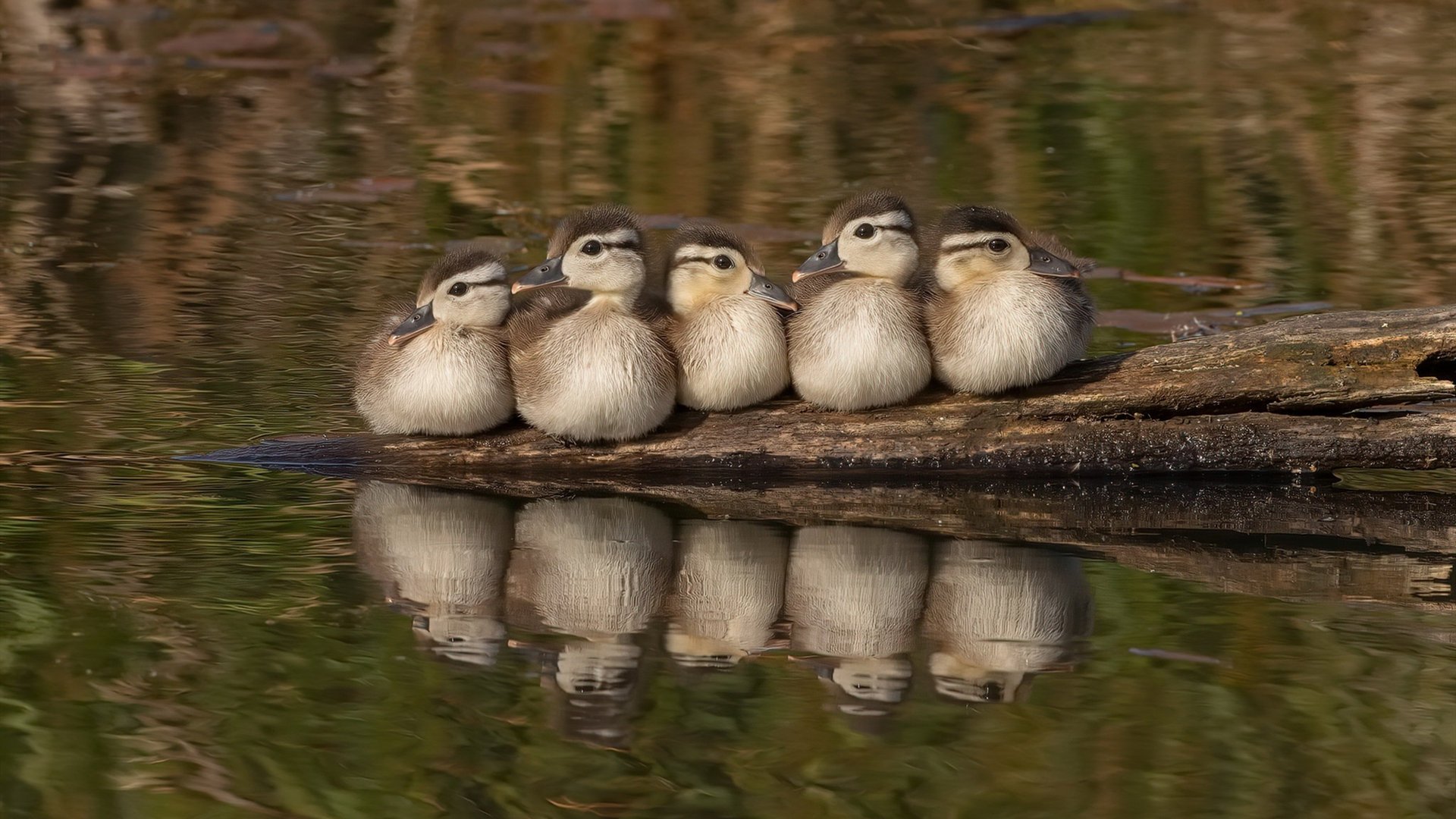 锁定冠军的一夜，浓眉全程高能输出