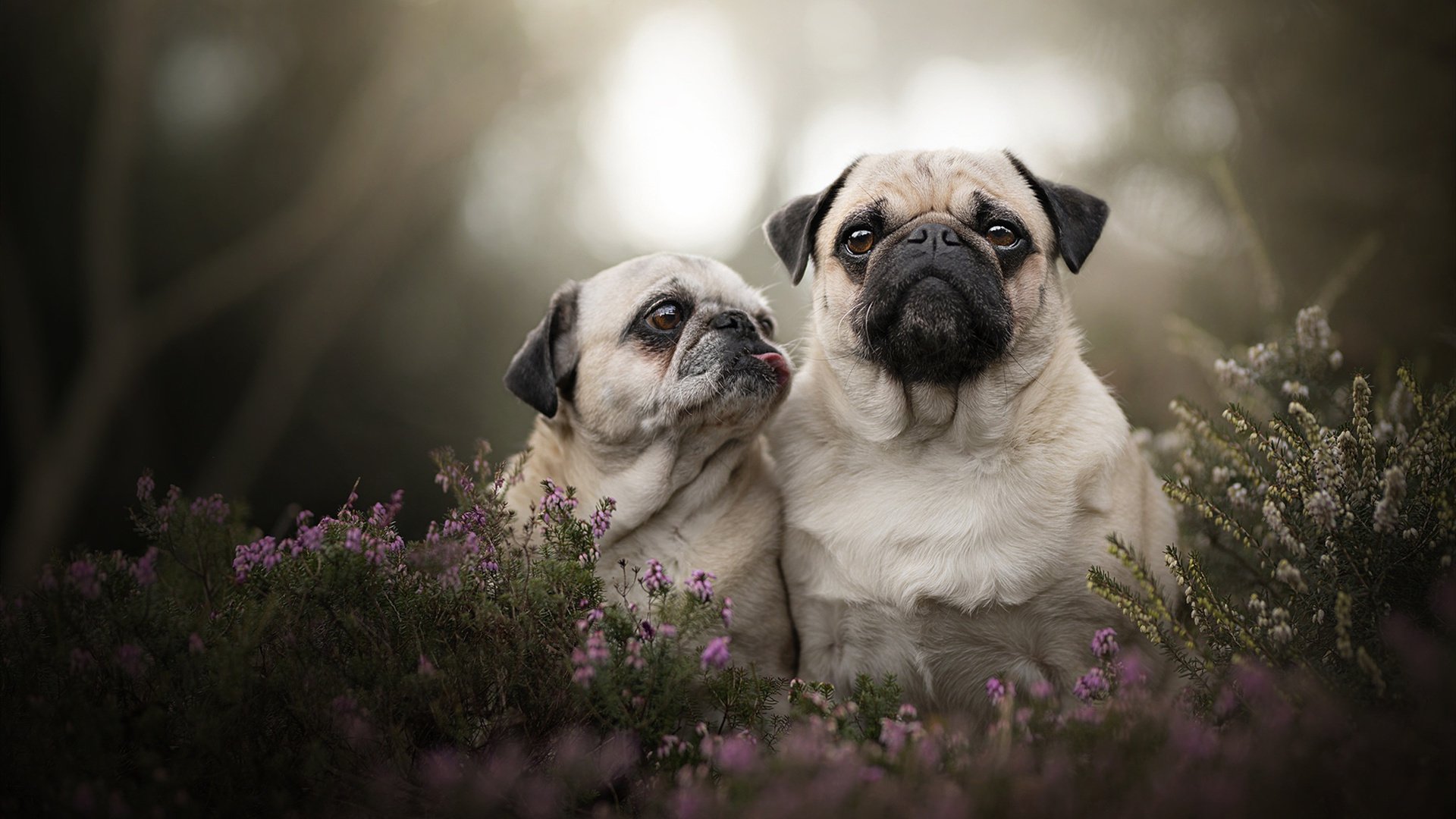 小贾伦书写唯一,统治级数据与骑士的得分压制如何定义比赛