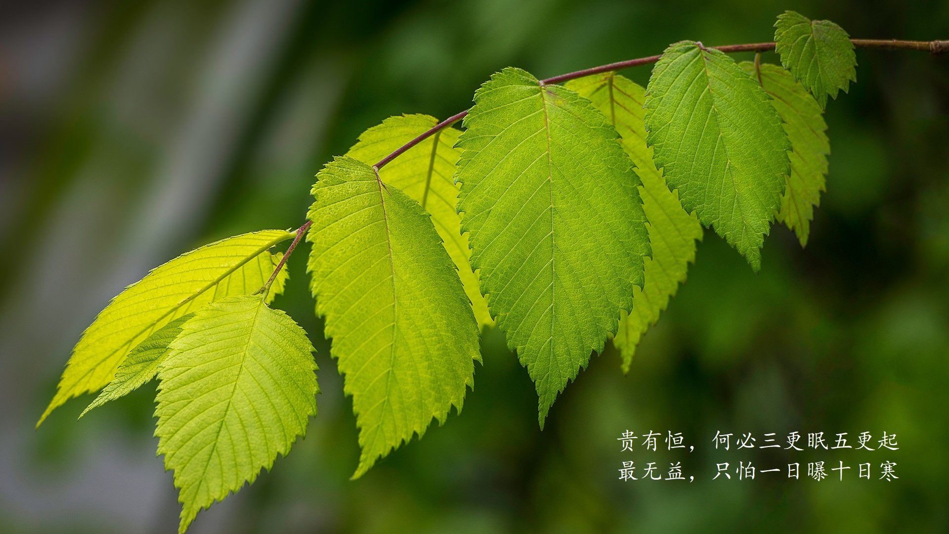 卡萨布兰卡之夜,2026,当拉什福德让沙漠与袋鼠的童话在淘汰赛碰撞